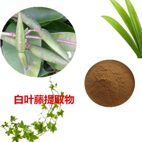 白葉藤提取物 白葉藤粉 白葉藤速溶粉 白葉藤浸膏粉