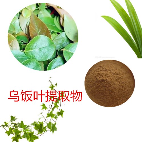 烏飯葉提取物  烏飯葉粉 烏飯葉速溶粉 烏飯葉浸膏粉