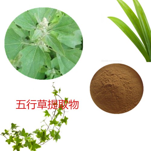 五行草提取物 五行草粉 五行草速溶粉  五行草浸膏粉