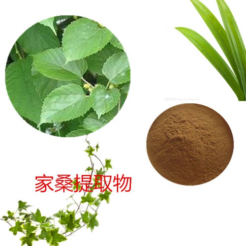 家桑提取物 家桑粉 家桑速溶粉 家桑浸膏粉