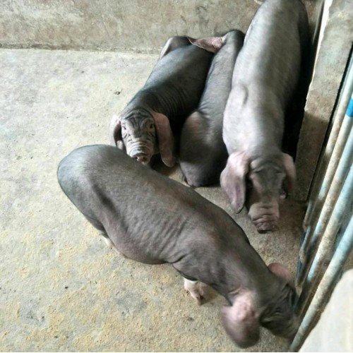 江蘇太湖種豬養(yǎng)殖基地 良種豬小母豬苗 母豬種豬