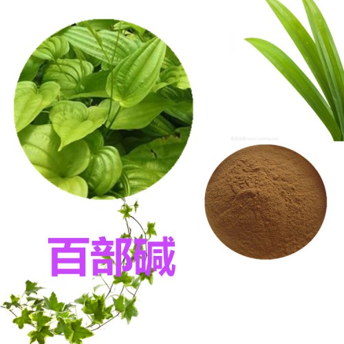 百部堿2 %  百部浸膏 百部提取物 百部速溶粉