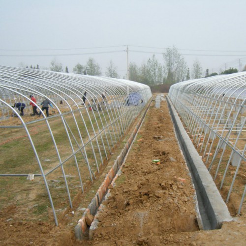 西紅柿鋼架大棚 新型食用菌大棚建設(shè) 農(nóng)業(yè)溫室大棚建造