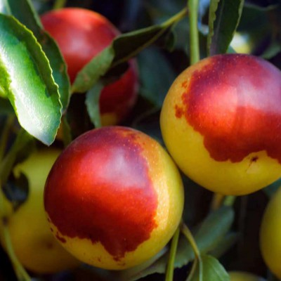 冬棗苗 棗樹苗批發