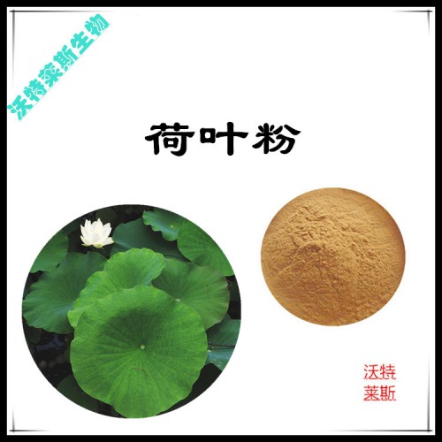 荷葉粉 荷葉提取物 荷葉浸膏 荷葉提取液