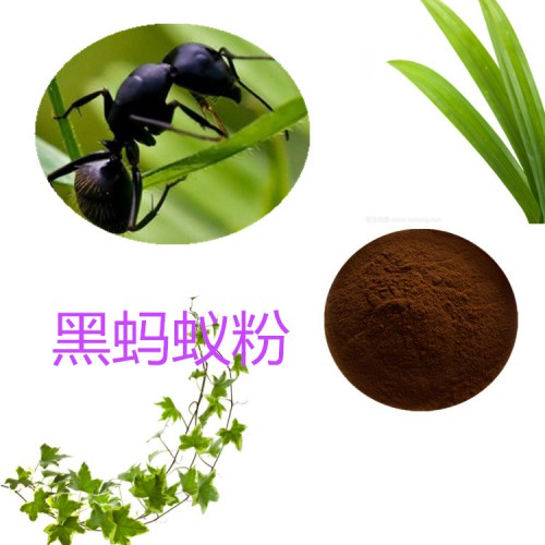 黑螞蟻粉 黑螞蟻提取物 黑螞蟻浸膏 黑螞蟻提取液