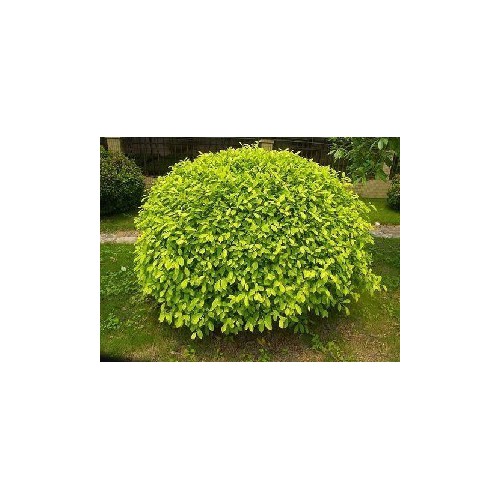 黃榕球培育_黃榕球觀賞的價值_黃榕球種植基地