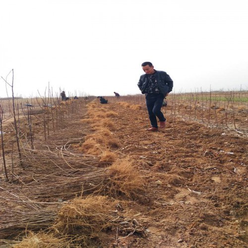 連翹苗 雯森1年連翹苗 山西千畝1-2-3年連翹苗批發