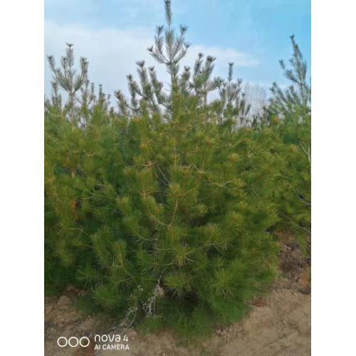 3白皮松價格；雯森苗木；供應1米-6米白皮松