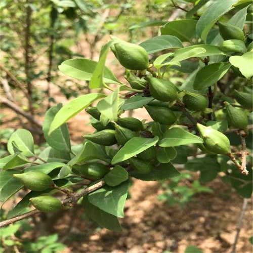 藥用連翹苗?。∵B翹苗【一年。二年。三年均有】