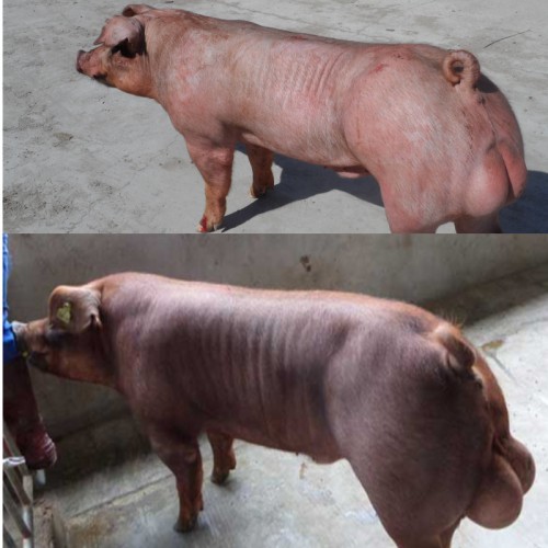 新美系杜洛克種公豬 杜洛克母豬價(jià)格 種豬繁育基地