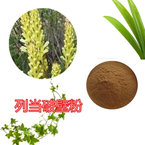 列當粉 列當提取物 列當破壁粉 列當浸膏