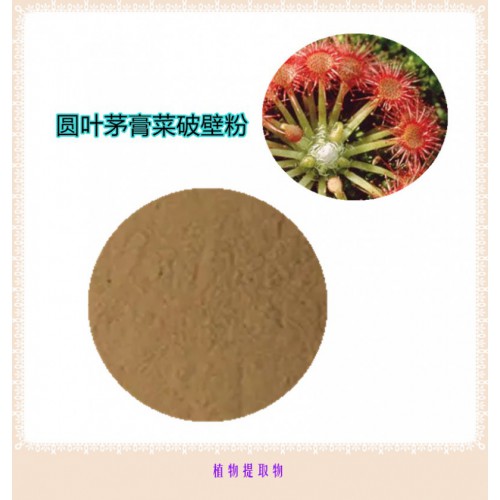 圓葉茅膏菜浸膏 圓葉茅膏菜粉 圓葉茅膏菜破壁粉