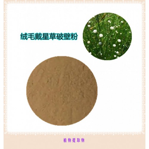 絨毛戴星草粉  絨毛戴星草提取物   絨毛戴星草破壁粉
