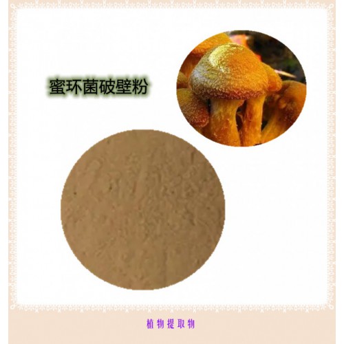 蜜環(huán)菌粉 蜜環(huán)菌提取物 蜜環(huán)菌浸膏  蜜環(huán)菌破壁粉