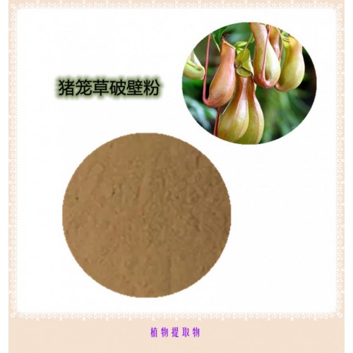 豬籠草粉  豬籠草提取物   豬籠草浸膏 豬籠草破壁粉
