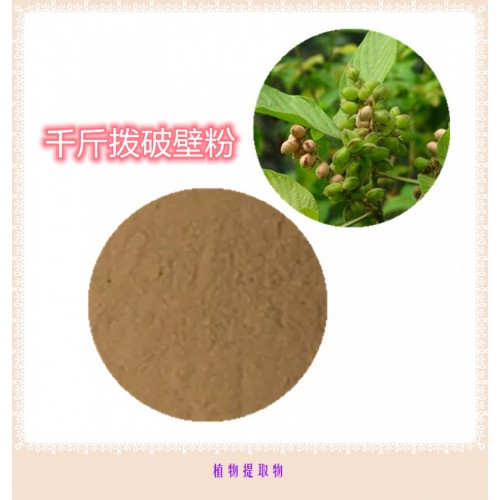 千斤撥粉 千斤撥提取物 千斤撥浸膏 千斤撥破壁粉