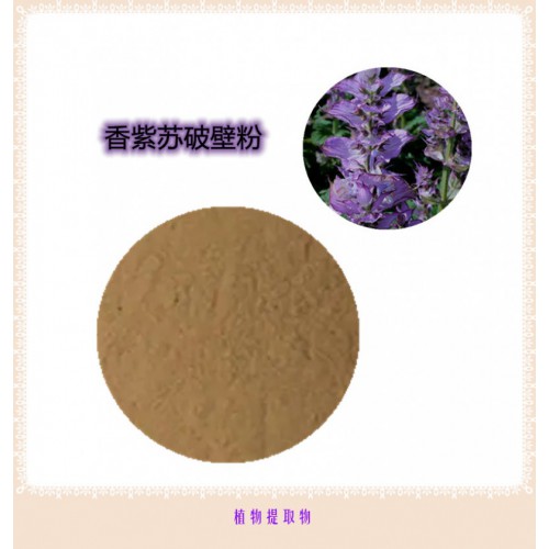 香紫蘇粉 香紫蘇提取物 香紫蘇浸膏 香紫蘇破壁粉