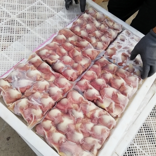 食品單凍盤 網(wǎng)眼冷凍晾曬盤 塑膠烘干盤