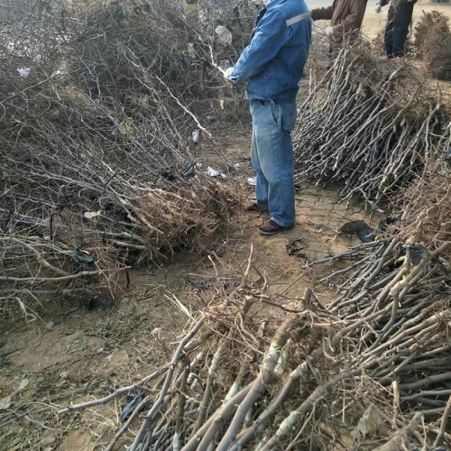 冬棗苗種植 冬棗樹苗基地