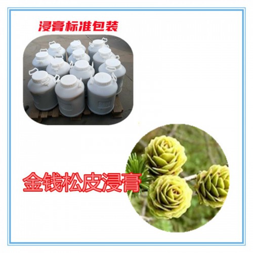 金錢松皮粉 金錢松皮提取物 金錢松皮浸膏 金錢松皮破壁粉