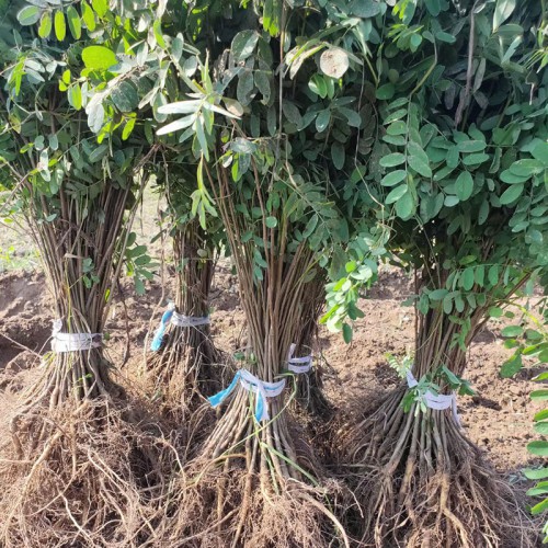 優(yōu)質(zhì)特價紫穗槐小苗 護(hù)坡紫穗槐苗 河南紫穗槐裸根苗批發(fā)