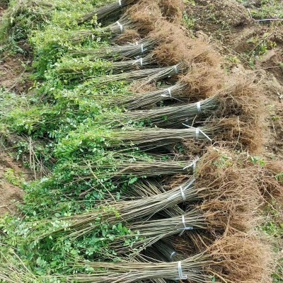 基地批發刺槐 優質刺槐苗批發 規格齊全