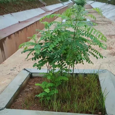 紫穗槐小苗 紫穗槐小苗養殖基地