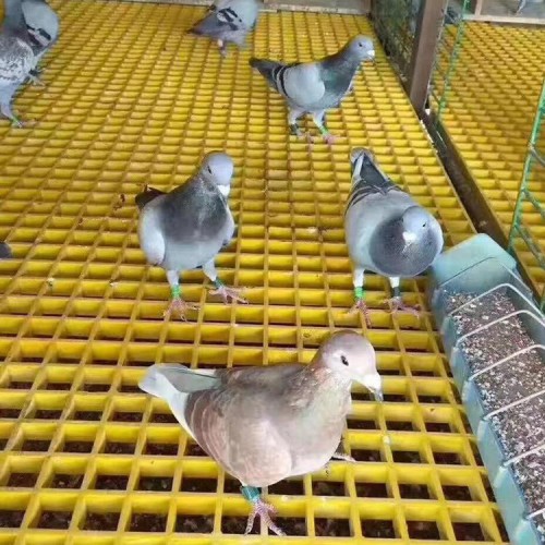 玻璃鋼格柵系列 養殖格柵