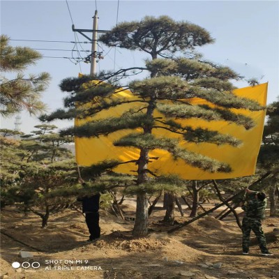 造型油松 庭院觀賞植物 適應(yīng)性強