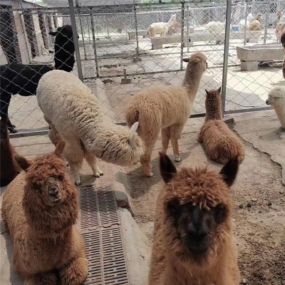 羊駝 活體羊駝供應 羊駝養(yǎng)殖場