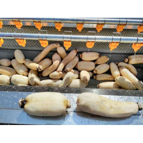 生蠔毛棍清洗機  蓮藕清洗機  蘿卜毛棍清洗機