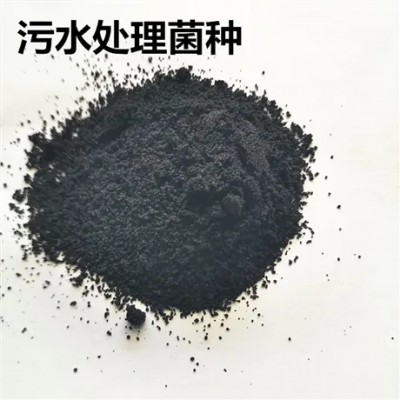 復合物菌種 污水處理菌劑 活性污泥微生物菌種