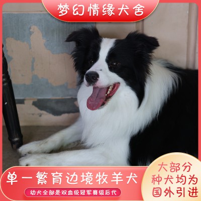 邊境牧羊犬 邊境牧羊犬價(jià)格 邊境牧羊犬幼犬