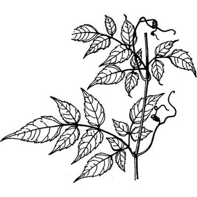 顯齒蛇葡萄葉提取物