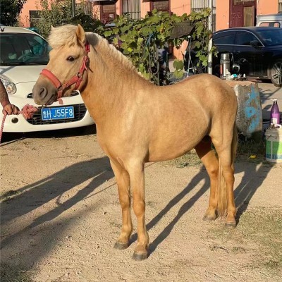 宏圖廠家直供 兒童騎乘馬 寵物矮馬 現貨馬 迷你設特蘭馬