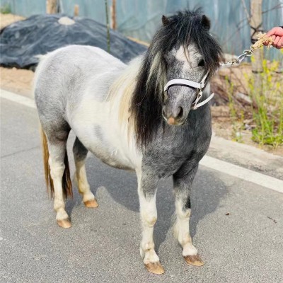 宏圖矮馬養殖基地 迷你寵物馬 公園觀賞馬 景區展覽馬 馬