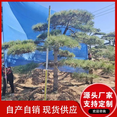 地徑15公分 高度2-3米工程苗造型油松