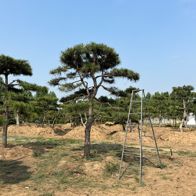 五針?biāo)?/></a>
<div><a href=