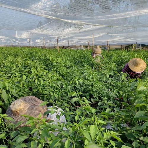 蔬菜防蟲(chóng)網(wǎng)