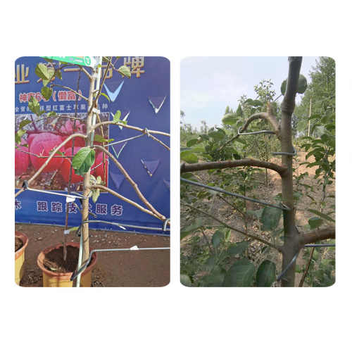 果樹(shù)拉枝器鍍鋅壓枝定型開(kāi)角器蘋(píng)果樹(shù)固定器柑橘拉枝櫻桃別枝神器