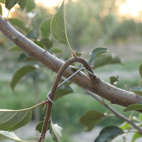 改進(jìn)型拉直撥彎農(nóng)用拿彎拉枝器園林，主干型拉主枝背上枝側(cè)枝固定