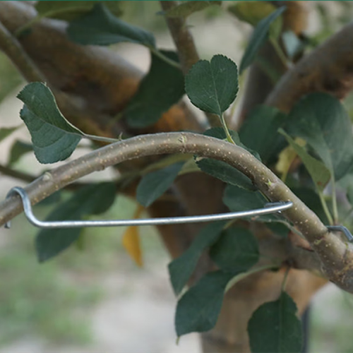 果樹(shù)壓枝器神器鍍鋅加粗，拉直撥彎農(nóng)用拿彎拉枝器園林拉枝器